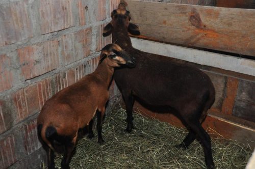 Image00146